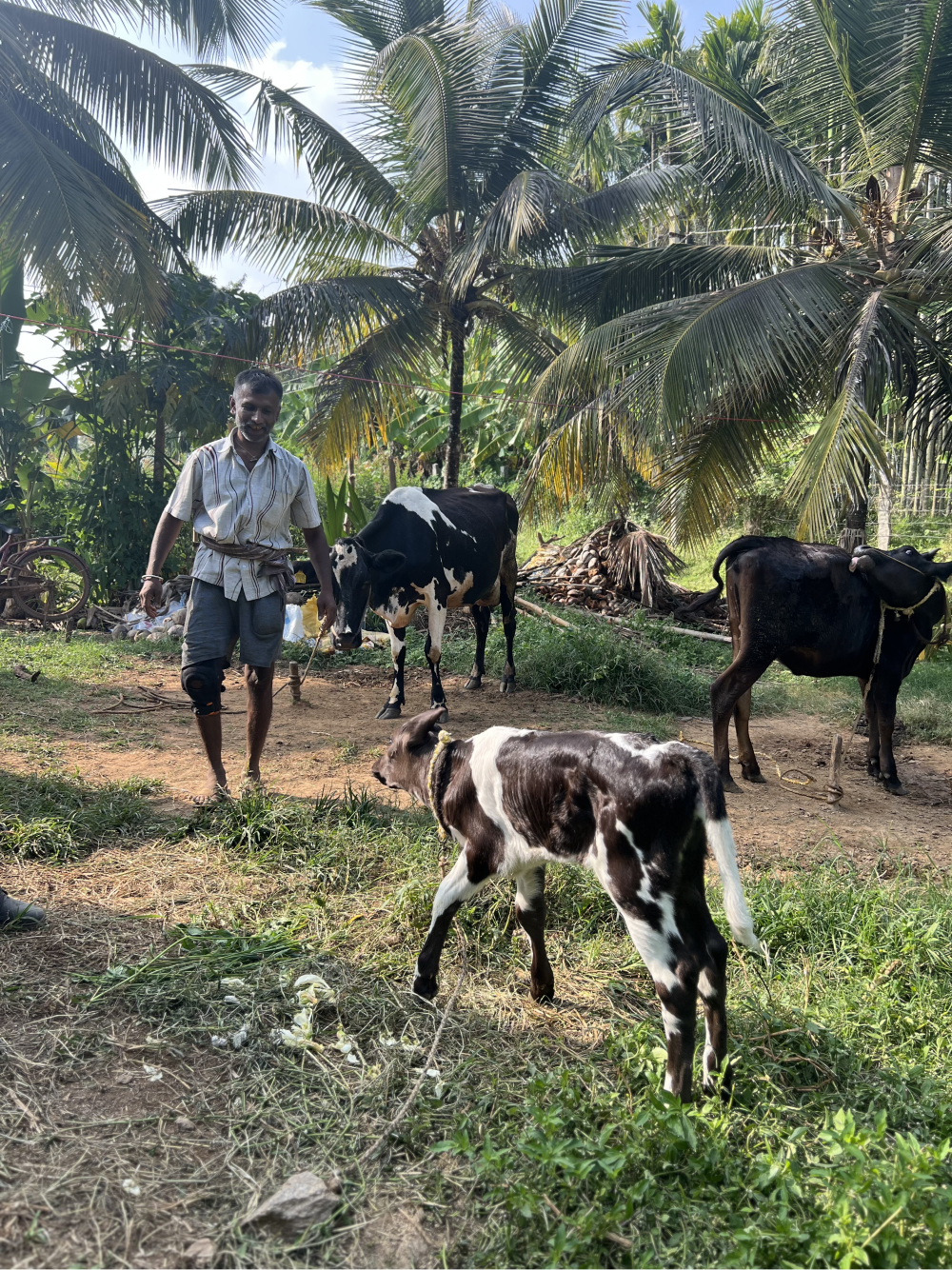 A man with a prosthetic leg tending to cows in a rural village, illustrating employment and inclusion of persons with disabilities in India’s rural economy.